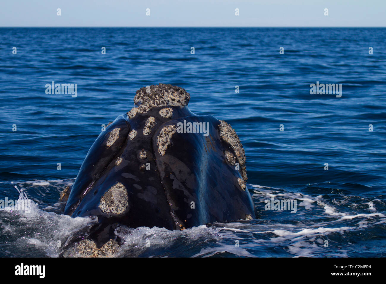 Southern right whale surfaces, Golfo Nuevo, Argentina Stock Photo