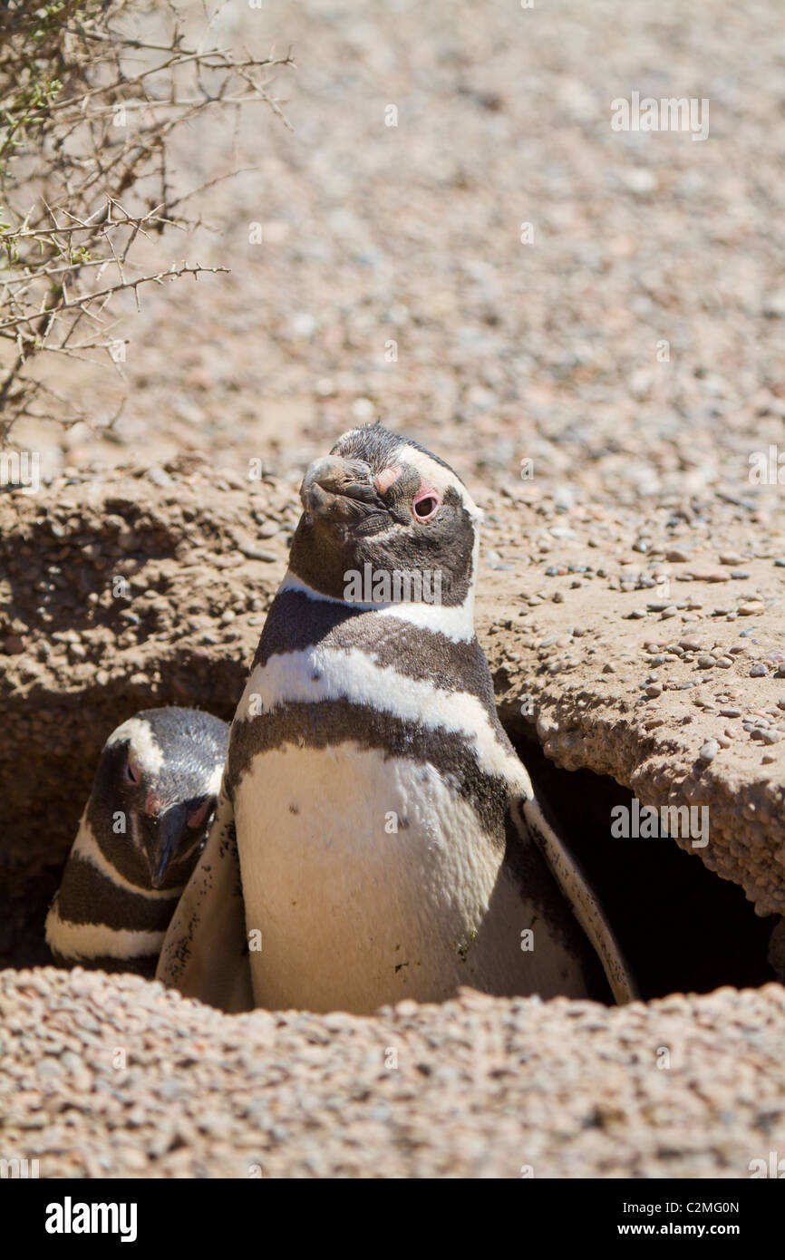 Magellanic penguins nesting, Puerto Madryn, Argentina Stock Photo