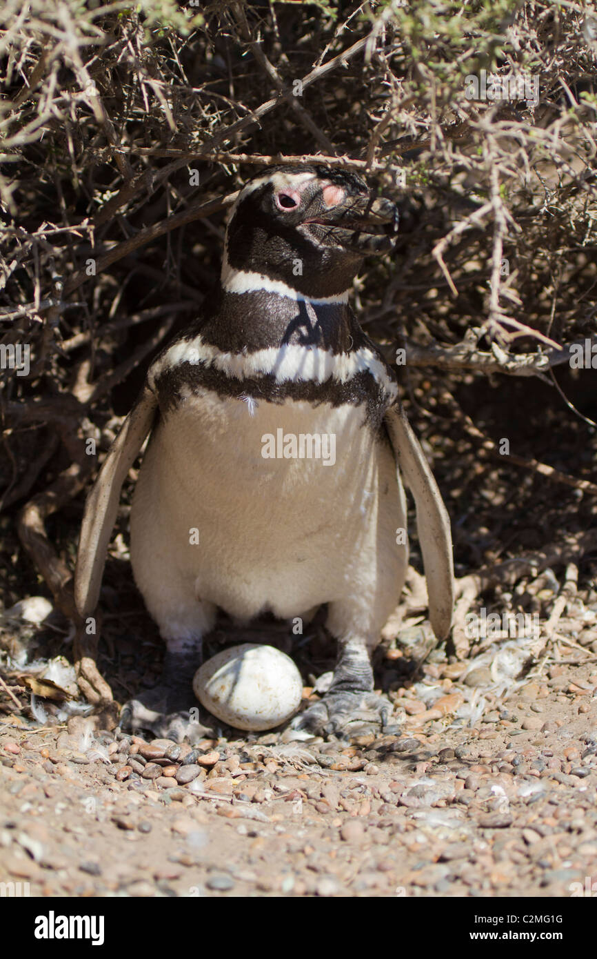 Magellanic penguin with egg, Puerto Madryn, Argentina Stock Photo