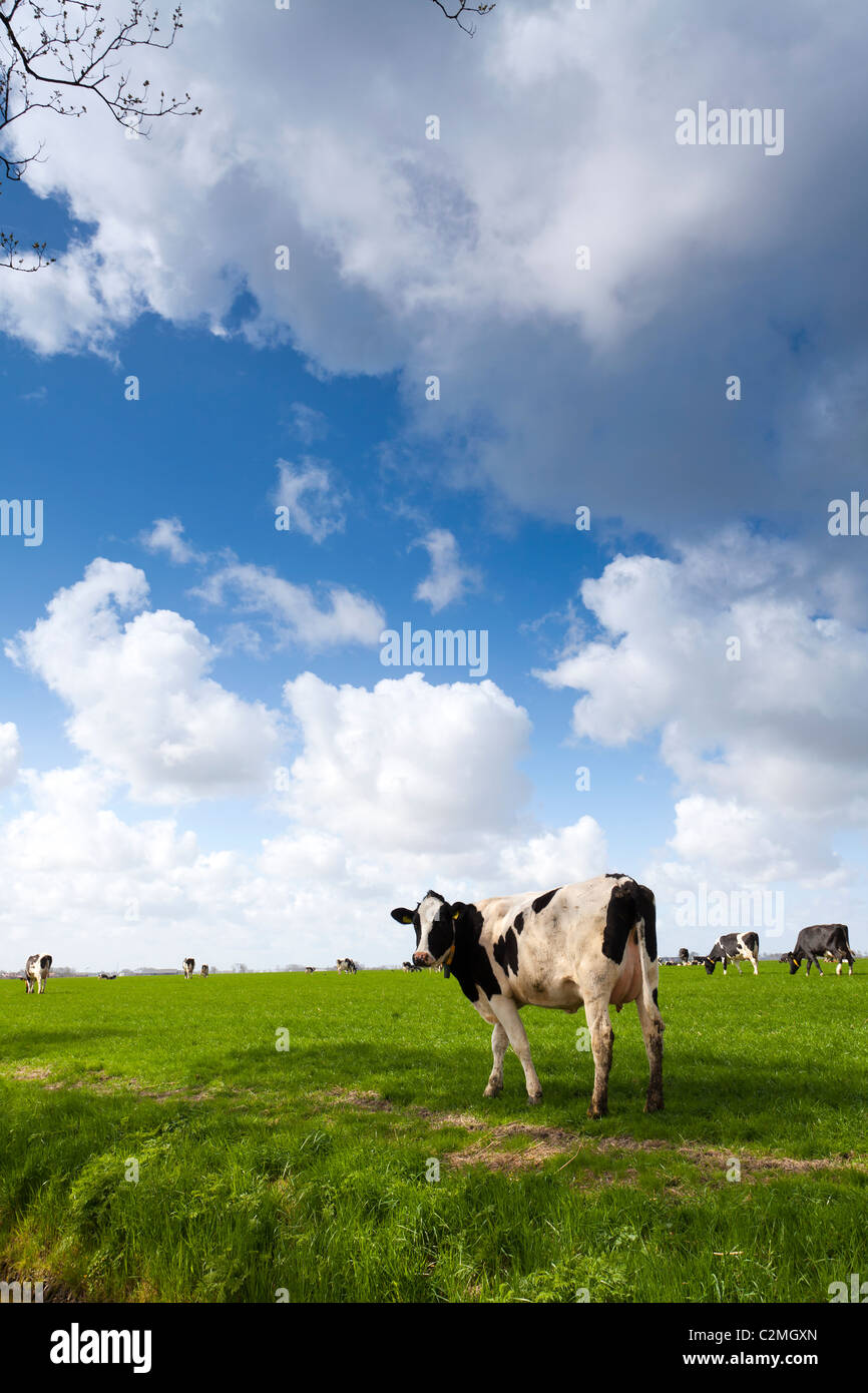 Cows on green meadow with a typical Dutch clouded sky Stock Photo - Alamy