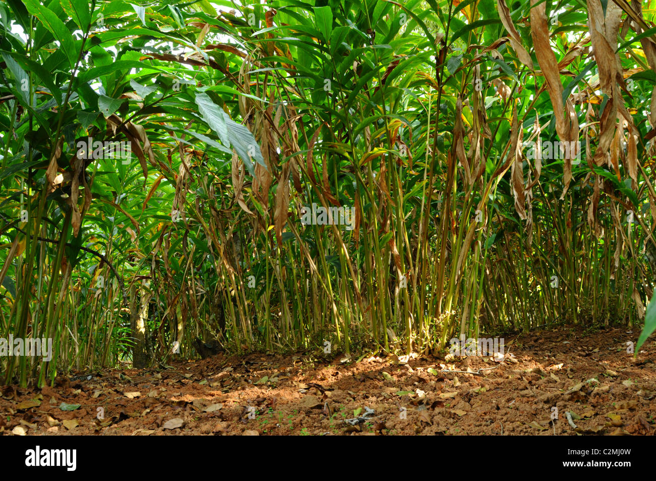 Cardamom plant Stock Photo - Alamy