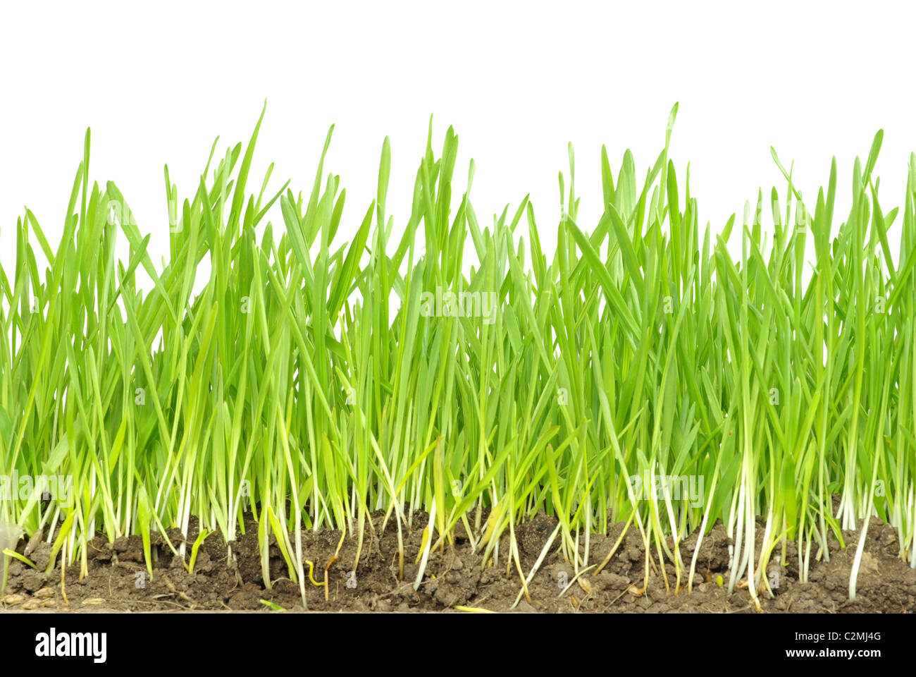 Green grass isolated on white background Stock Photo - Alamy