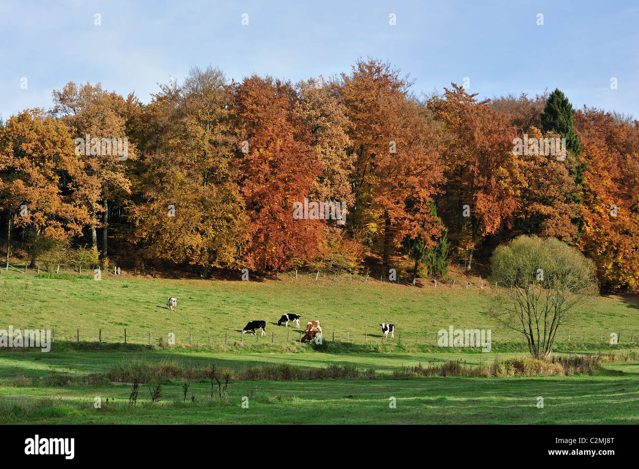 Farmland with cows in field and forest in autumn colours in the Ardennes, Belgium Stock Photo