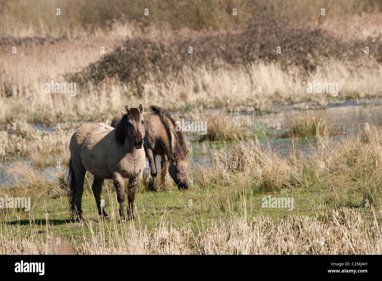 Konik Tarpan horses wild feral free Kent England Stock Photo