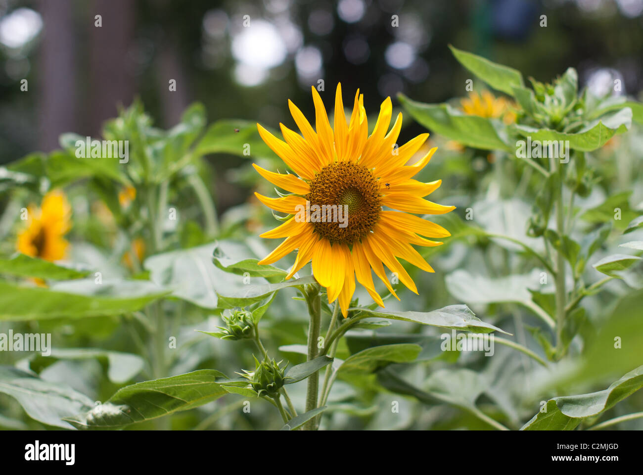 sunflower bee close up yellow bokeh Stock Photo