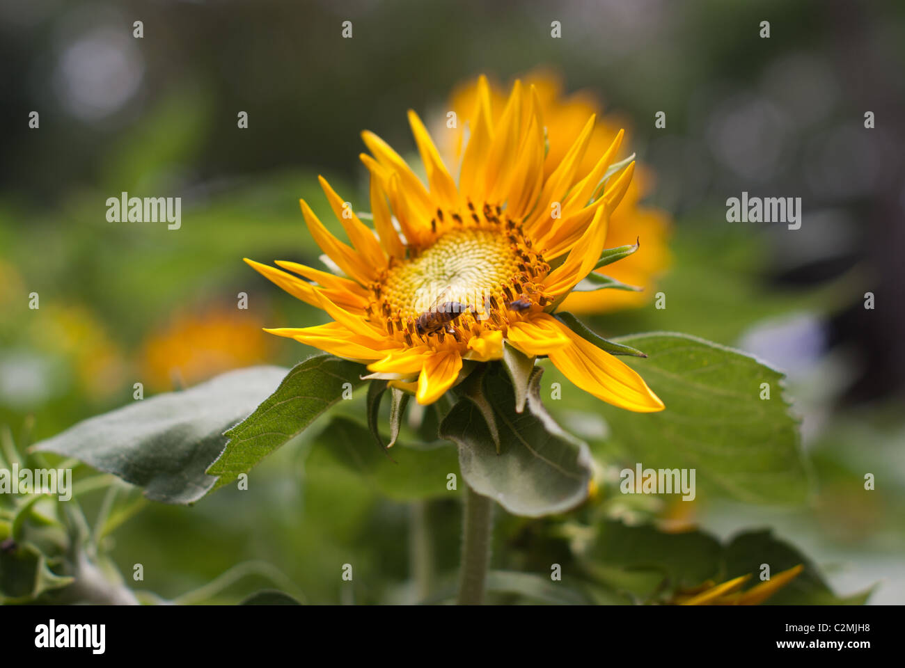 sunflower bee close up yellow Stock Photo