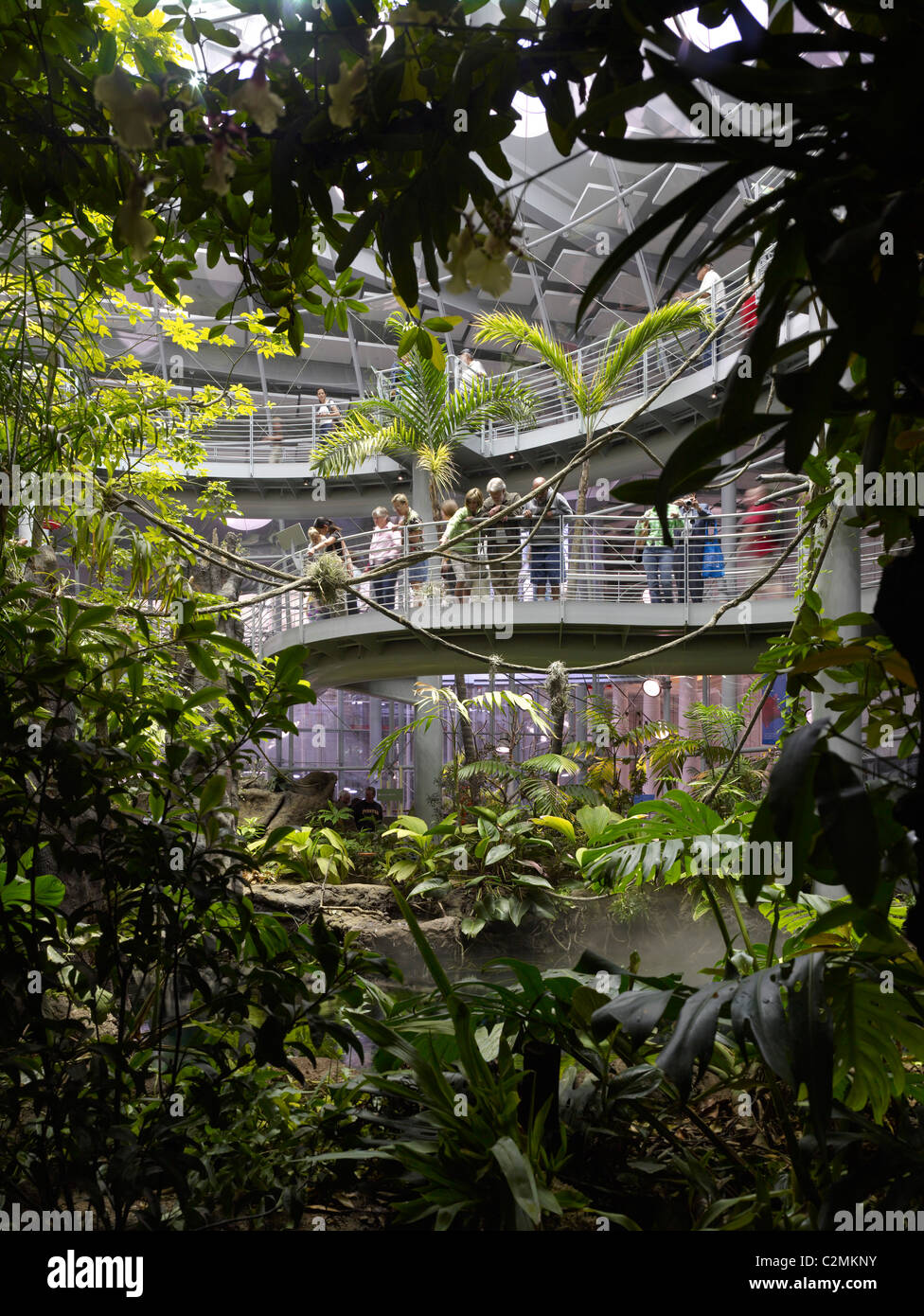 California Academy of Sciences. Interior with lush tropical planting and pedestrian viewing bridge walkways. Stock Photo