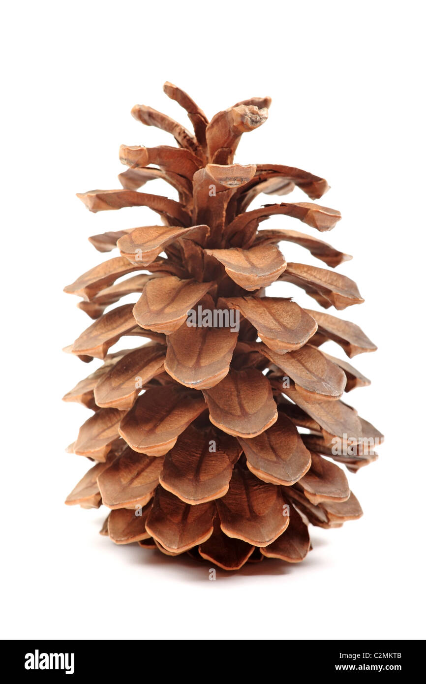 Big cone from Canary Island Tenerife isolated on white background. Endemic species. Stock Photo