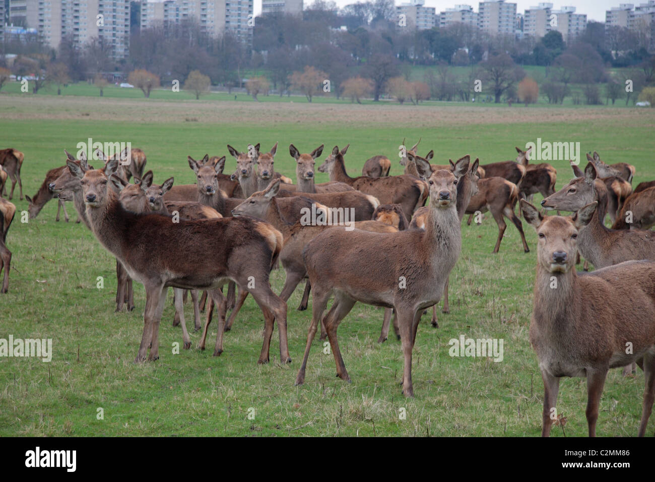 Several female (roe) red deer posing for the photographer in Richmond Park, Surrey UK. Stock Photo