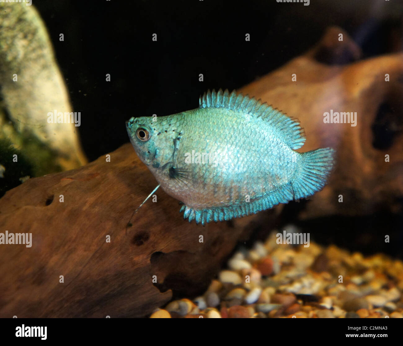 Female Dwarf Blue Coral Gourami, tropical fish Stock Photo
