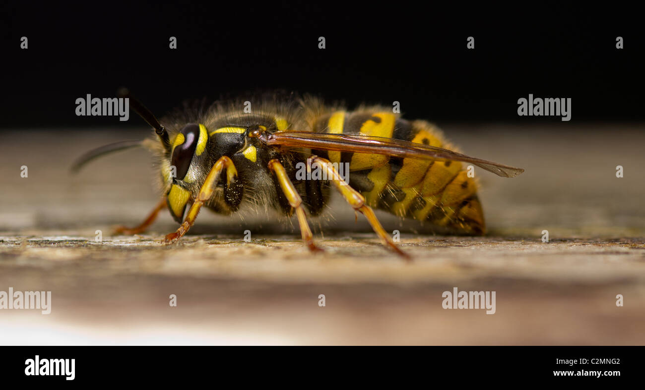Plank Insects Wasp on wooden plank insect hi-res stock photography and images - Alamy