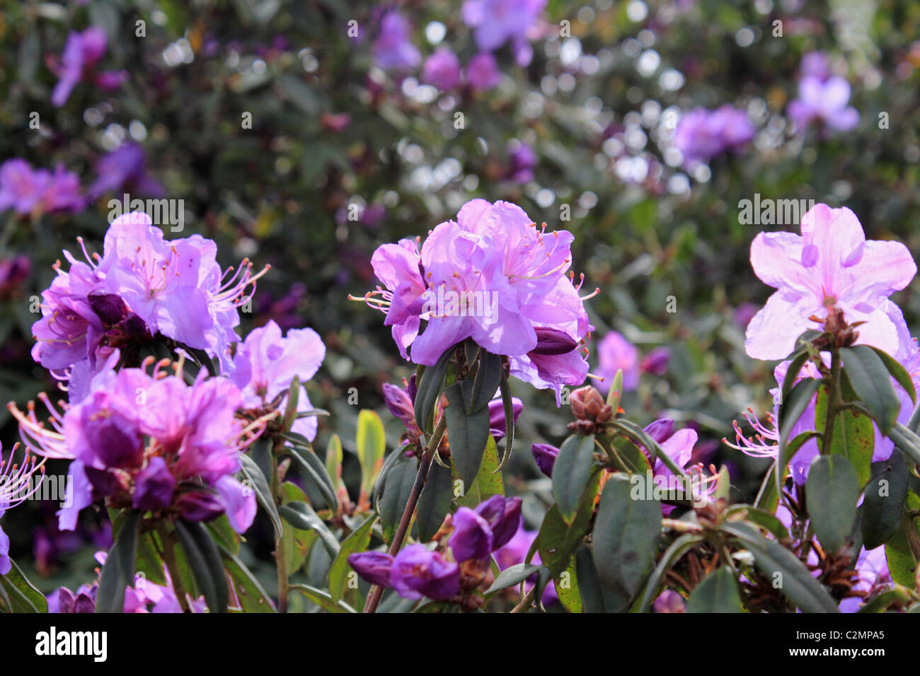 Mauve petals of spring flowering azalea bush. Sussex England UK. Stock Photo