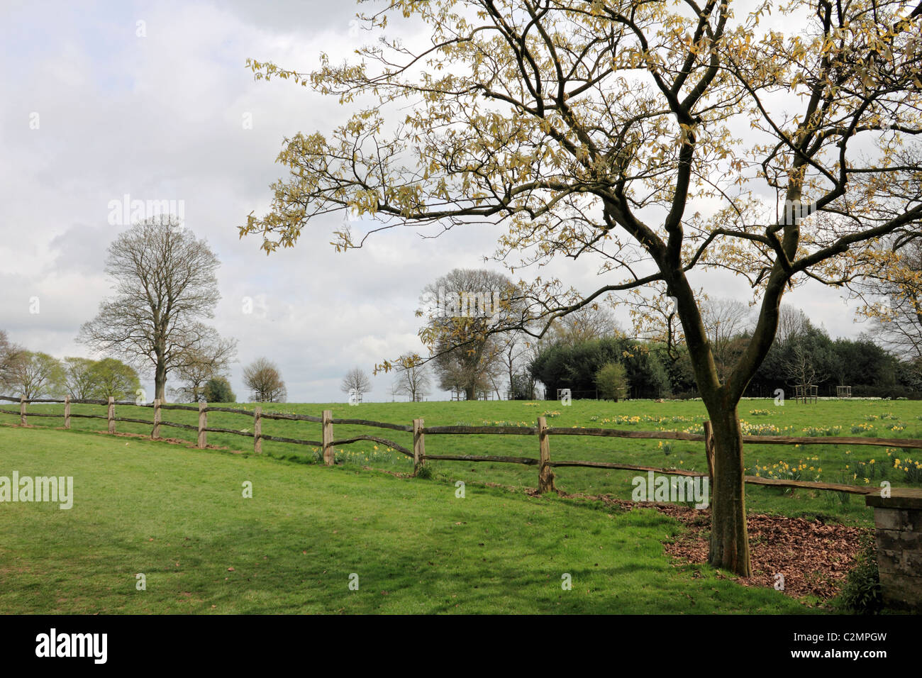 Spring trees in country garden Sussex England UK Stock Photo - Alamy