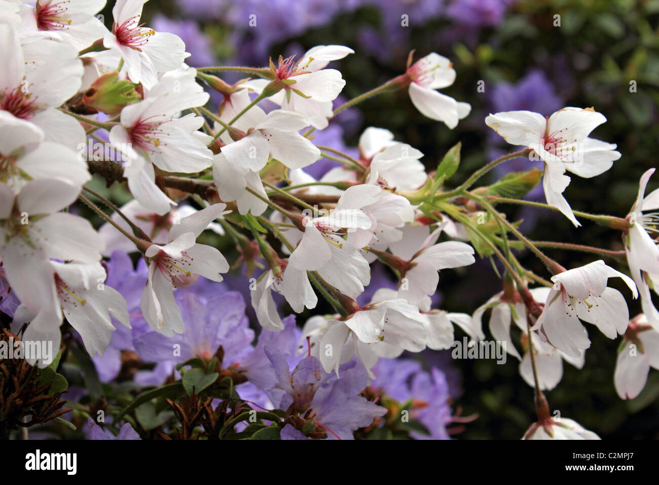 Cherry blossom and mauve azalea bush. Sussex England UK. Stock Photo