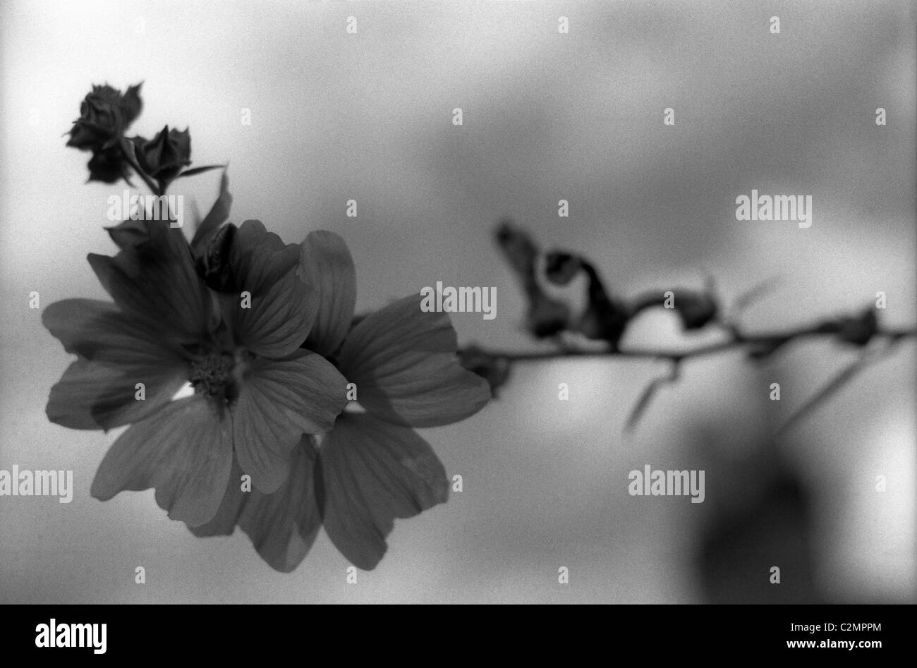 Wildflower Black and White Stock Photos & Images - Alamy