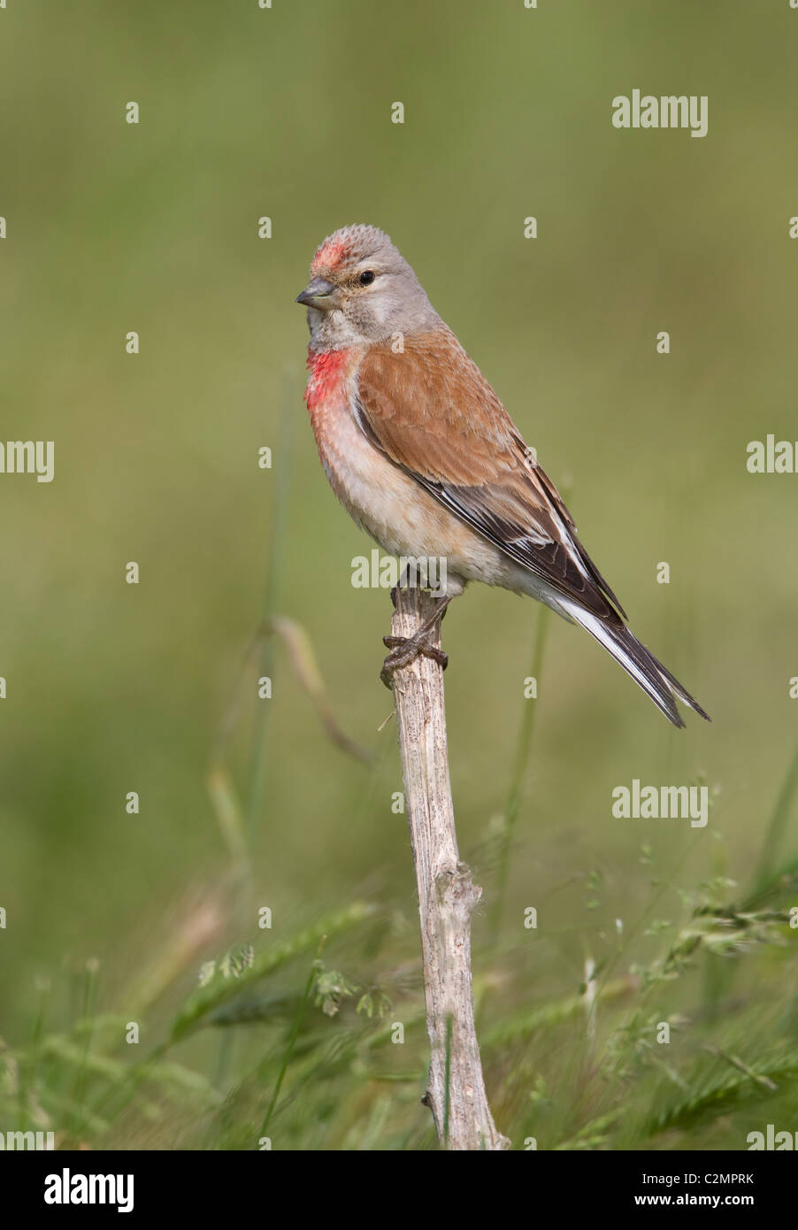 Linnet Carduelis cannabina male coming to drink at pond Stock Photo