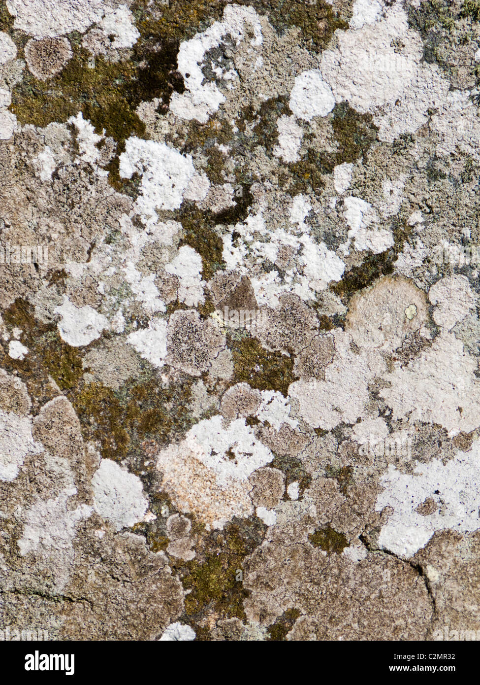 Close up abstract of natural grey lichens and mosses on granite rock - abstract stone texture Stock Photo