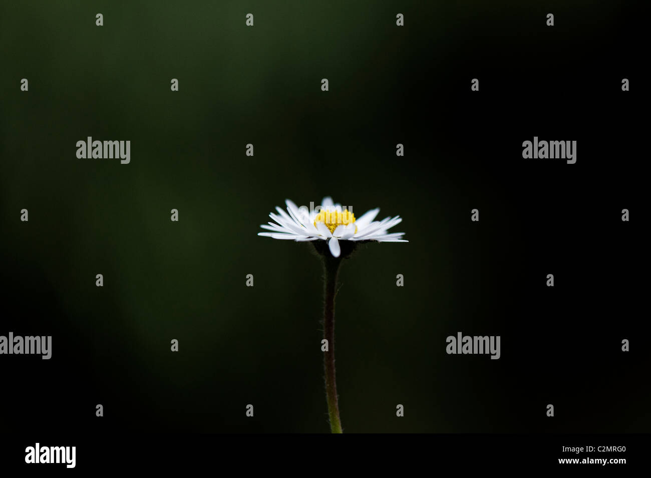 Bellis perennis. Daisy flower lit up against a dark green background Stock Photo