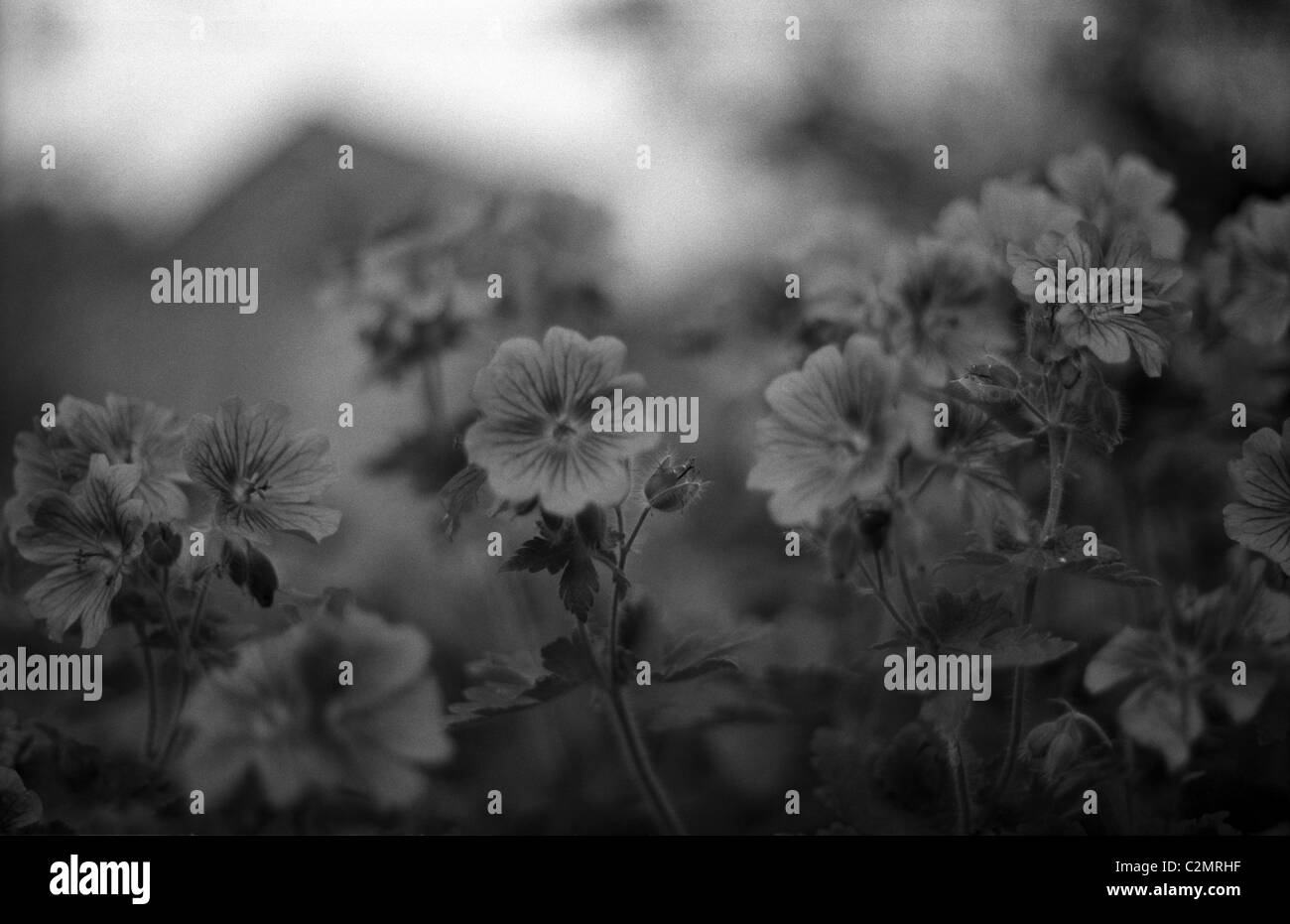 Black and white wildflowers hi-res stock photography and images - Alamy