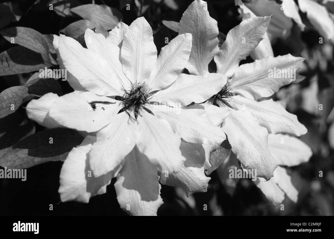 Wildflowers countryside Black and White Stock Photos & Images - Alamy