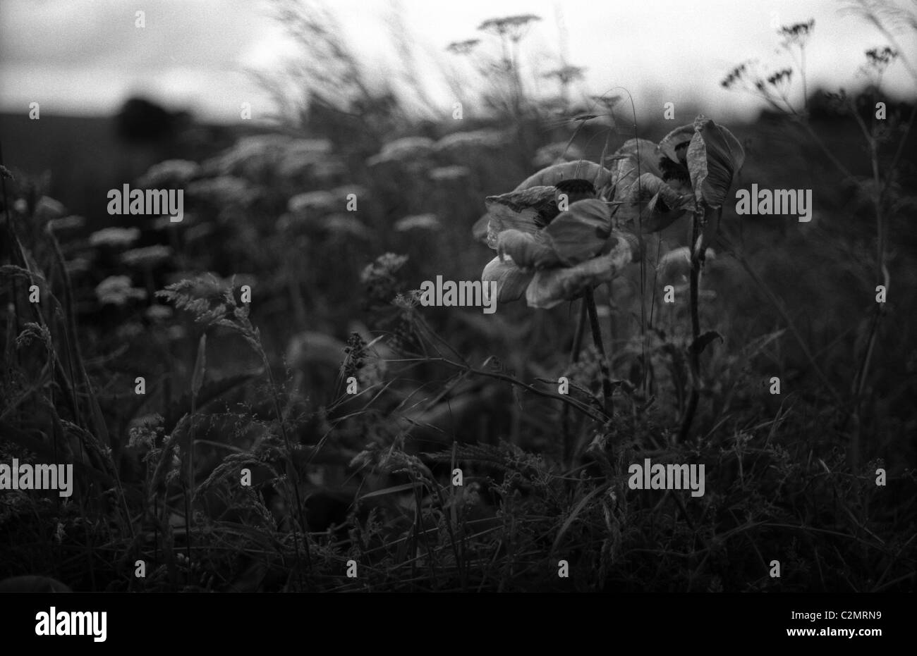Wildflowers Black and White Stock Photos & Images - Alamy