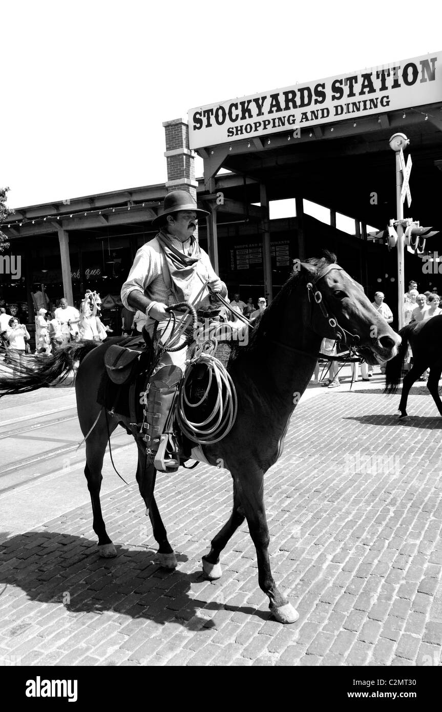 Texas fort worth longhorn cattle hires stock photography and images
