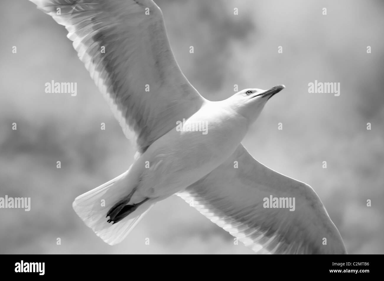 Flying white seagull Black and White Stock Photos & Images - Alamy