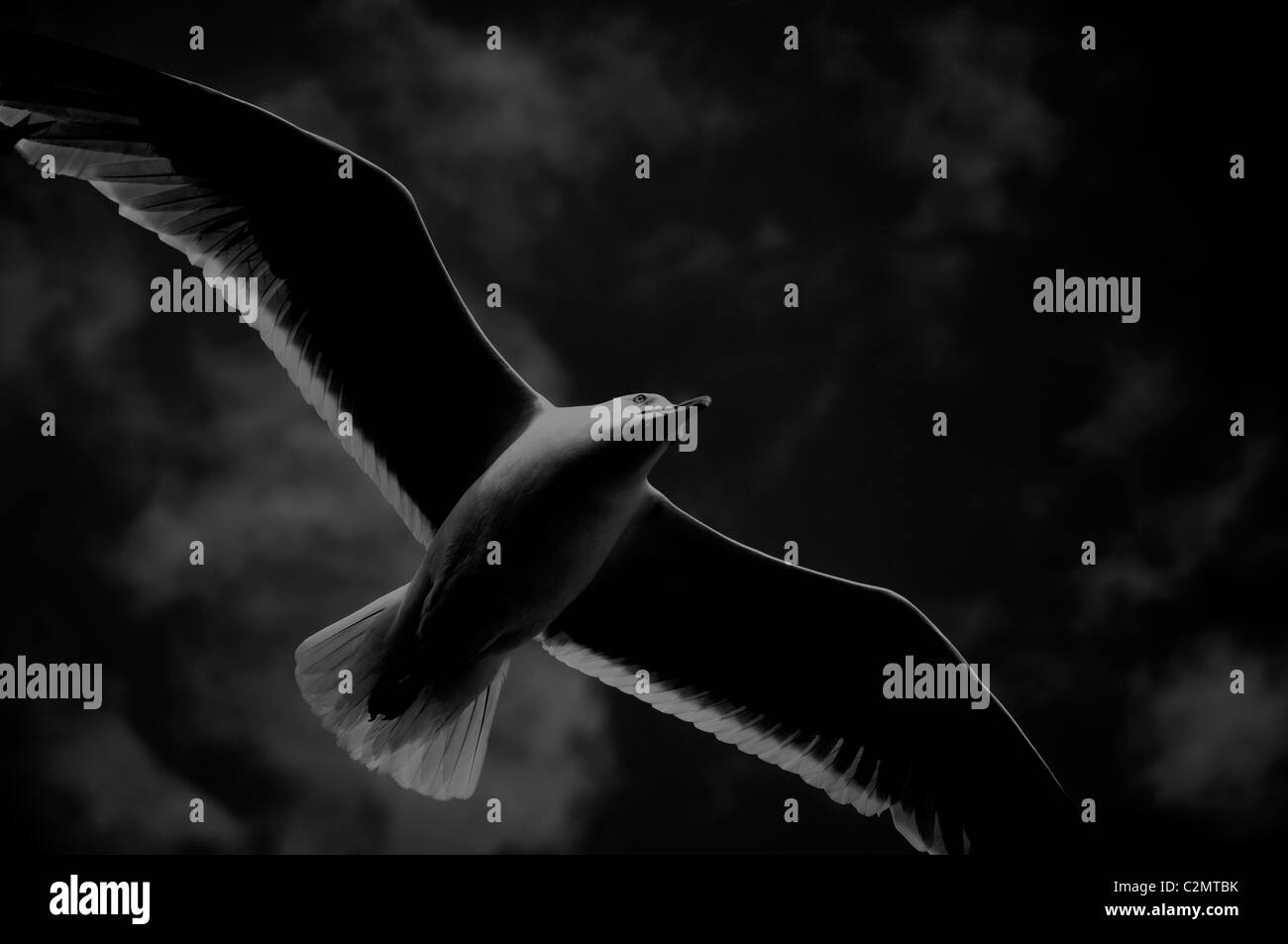 Flying white seagull Black and White Stock Photos & Images - Alamy