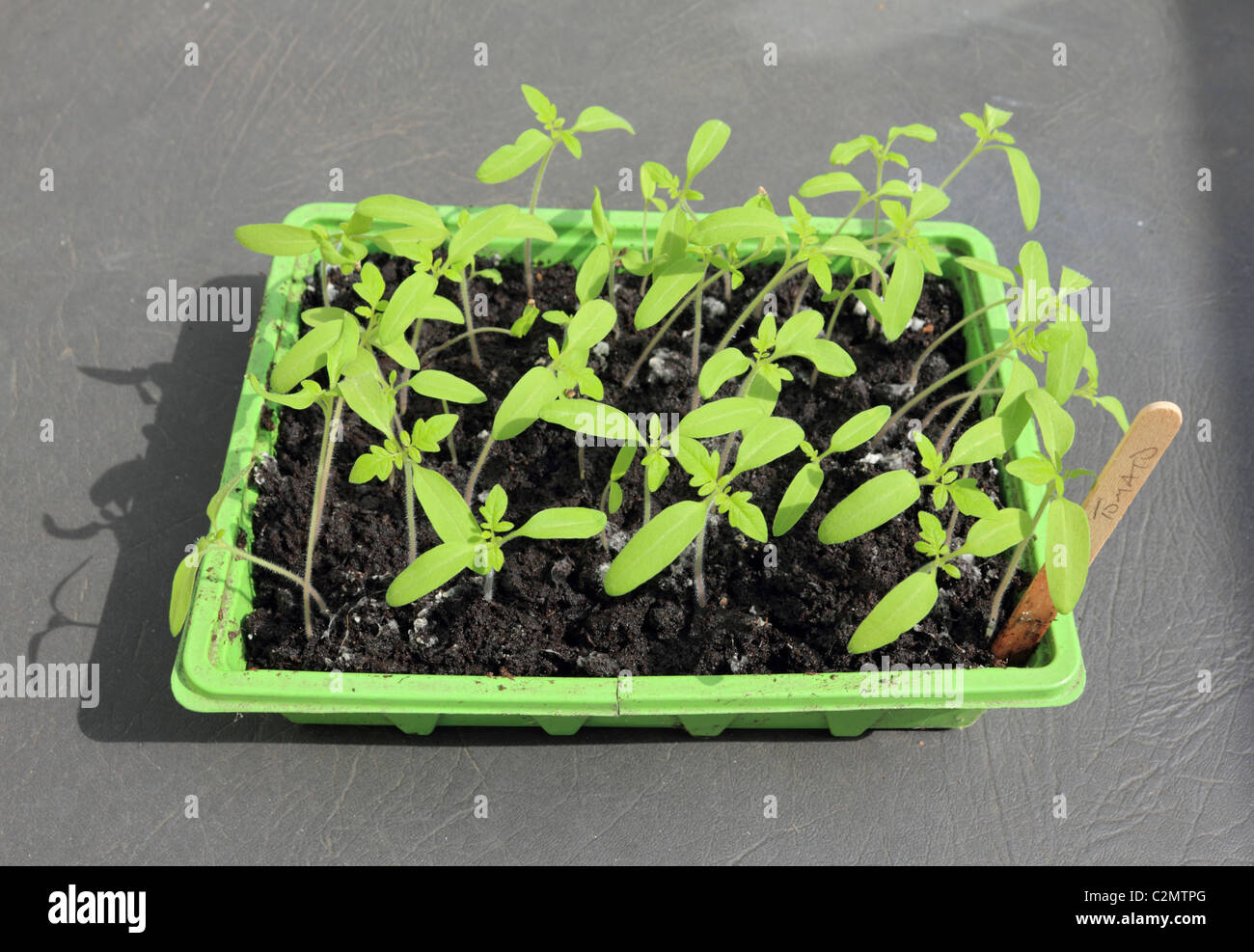 Tomato plant gardeners delight seedlings in tray with label. Surrey
