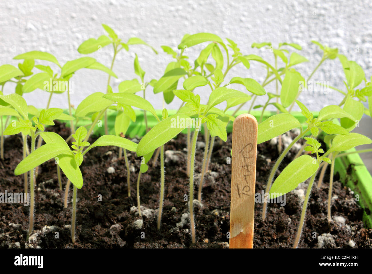 Tomato plant gardeners delight seedlings in tray with label. Surrey