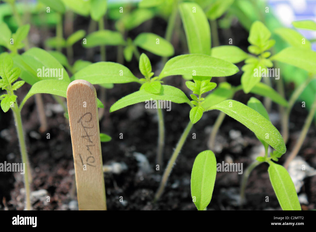 Tomato plant gardeners delight seedlings in tray with label. Surrey England UK. Stock Photo