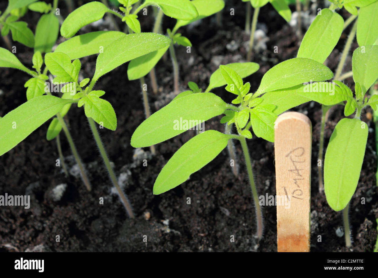 Tomato plant gardeners delight seedlings in tray with label. Surrey