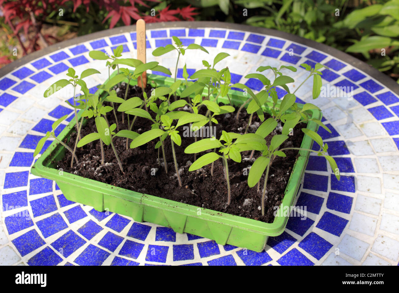 Tomato plant gardeners delight seedlings in tray with label. Surrey