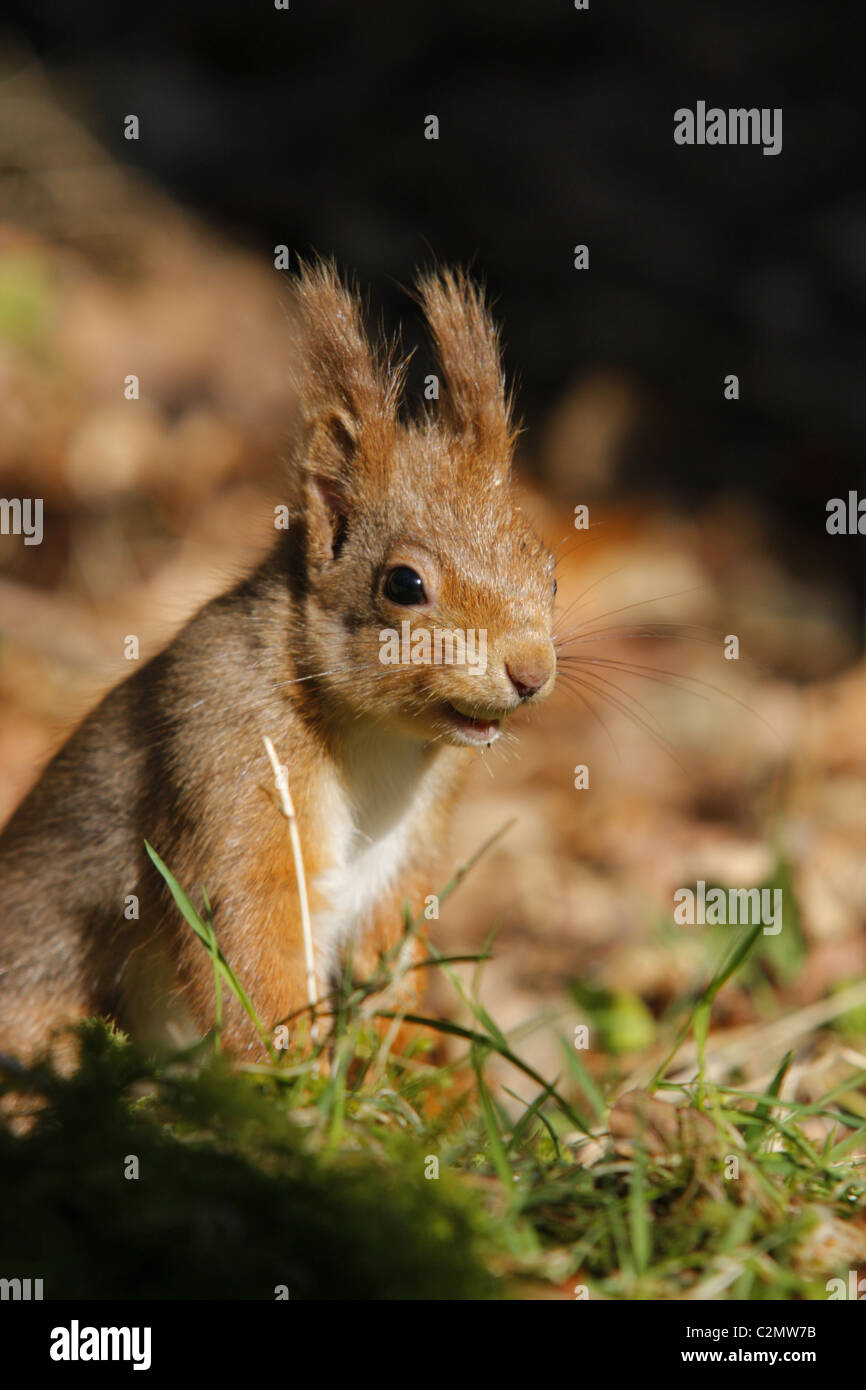 Red Squirrel (Sciurus vulgaris) in a forest, Highlands, Scotland, UK Stock Photo