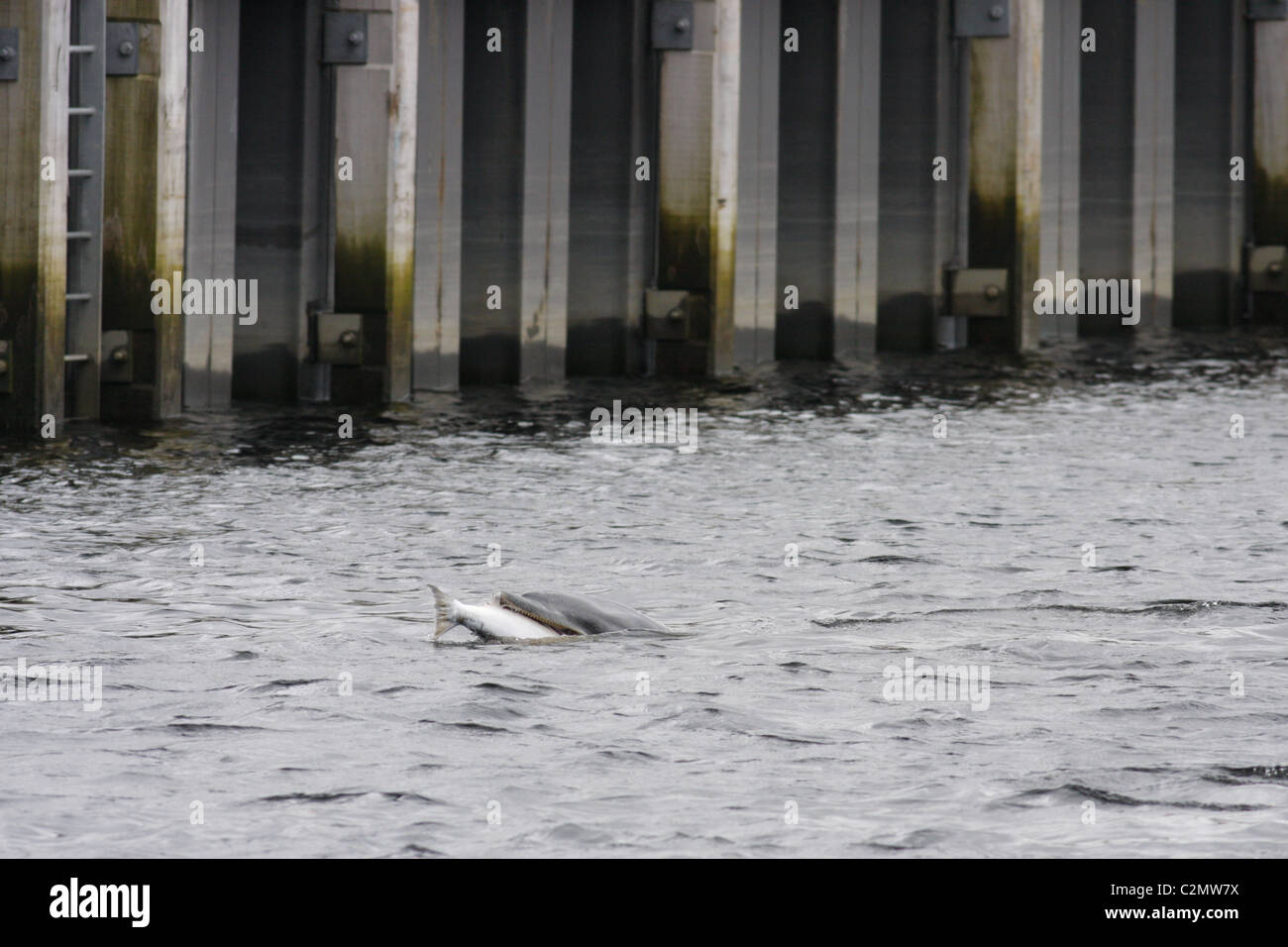 Bottlenose dolphin (Tursiops truncatus) eating a salmon (Salmo salar) near Inverness Harbour, Highlands, Scotland UK Stock Photo
