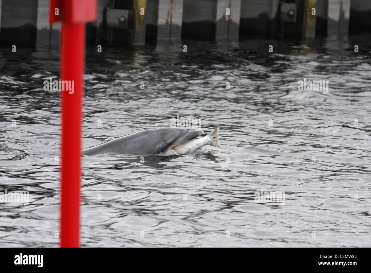 Bottlenose dolphin (Tursiops truncatus) catching a fish at Inverness Harbour, Highlands, Scotland UK Stock Photo