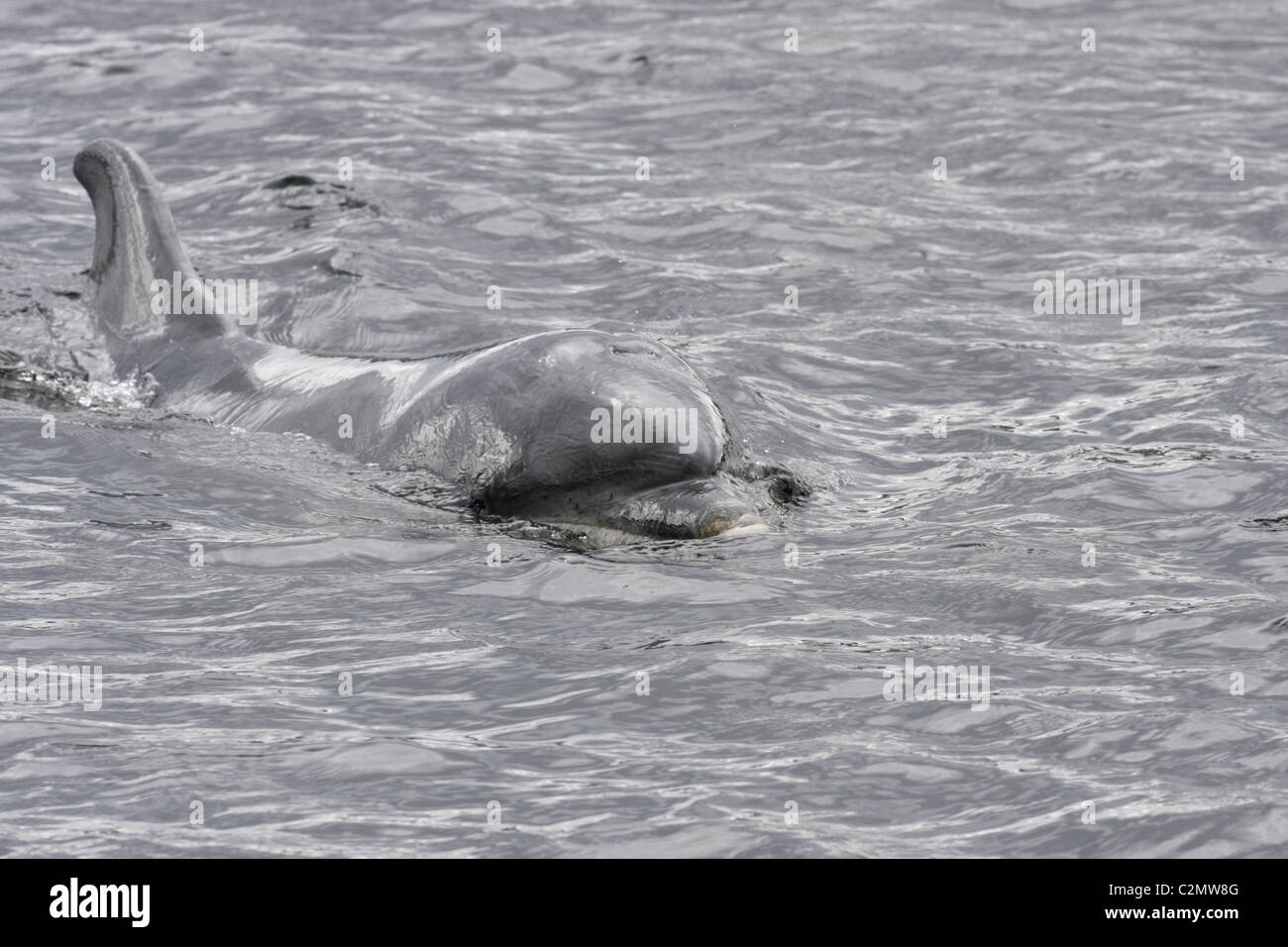 Female Bottlenose Dolphin (Tursiops truncatus), Moray Firth, Scotland, UK Stock Photo