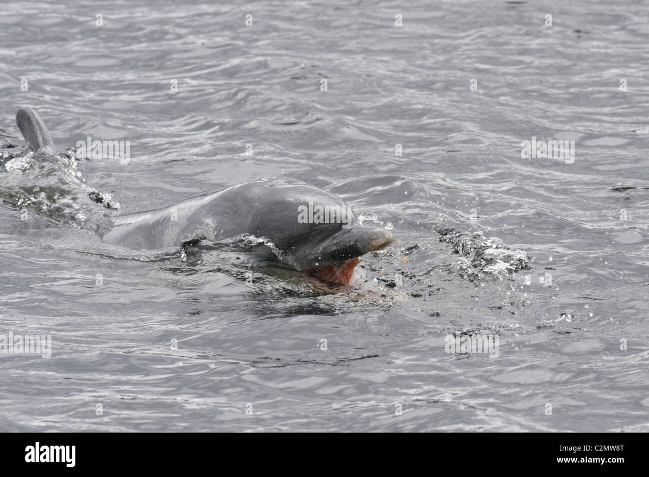 Bottlenose Dolphin (Tursiops truncatus) eating a fish (Salmon - Salmo salar) Moray Firth, Scotland, UK Stock Photo