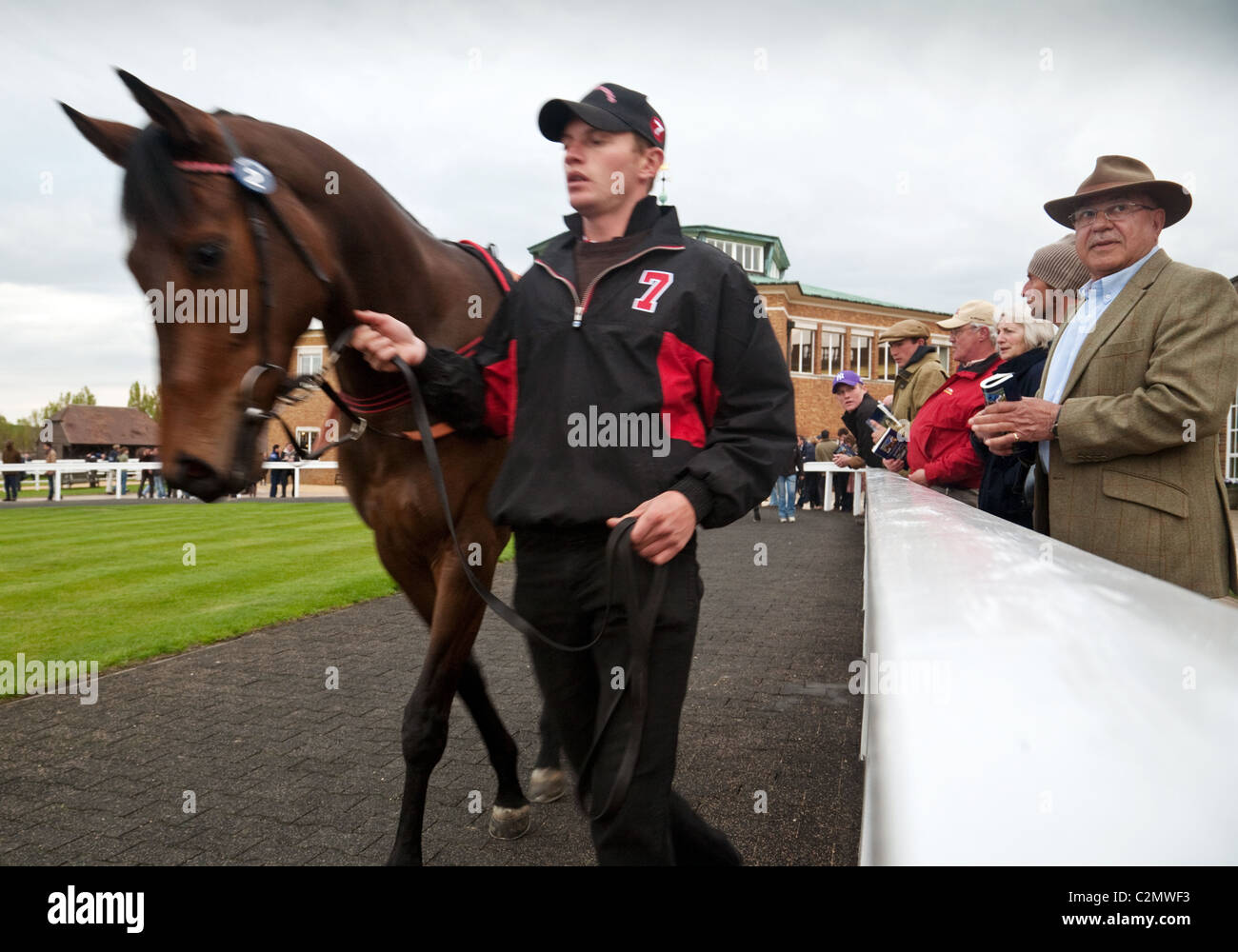 2 yr old racehorses in the outside parade ring before being sold at