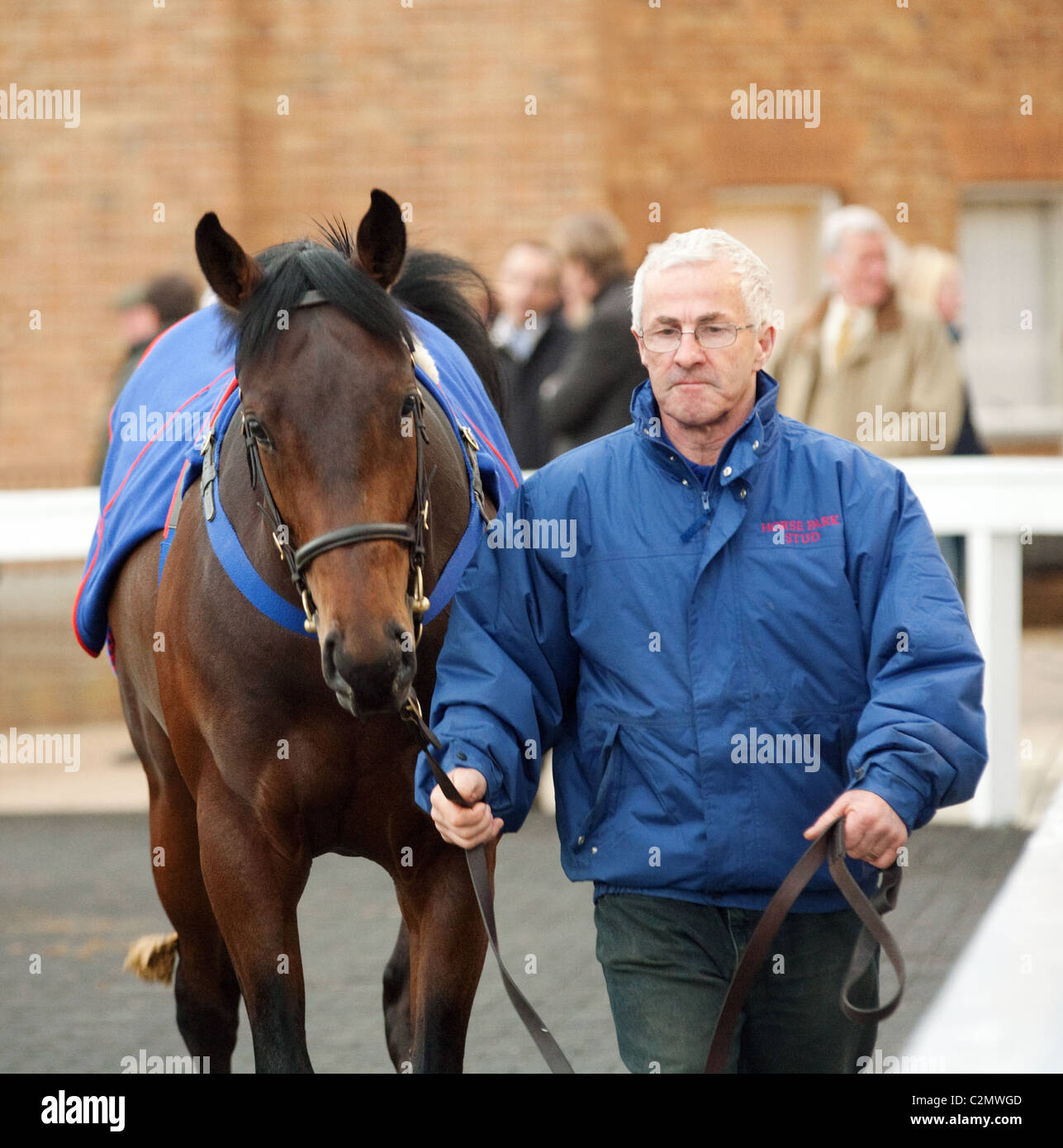 A man leading a 2yr old racehorse in the parade ring, Tattersalls