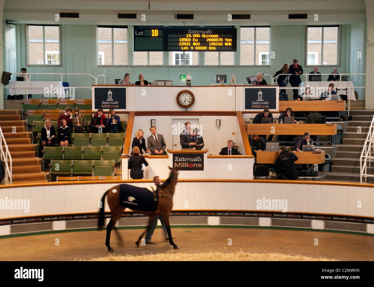 A racehorse auction of 2 year olds at Tattersalls horse sales, Newmarket Suffolk UK Stock Photo