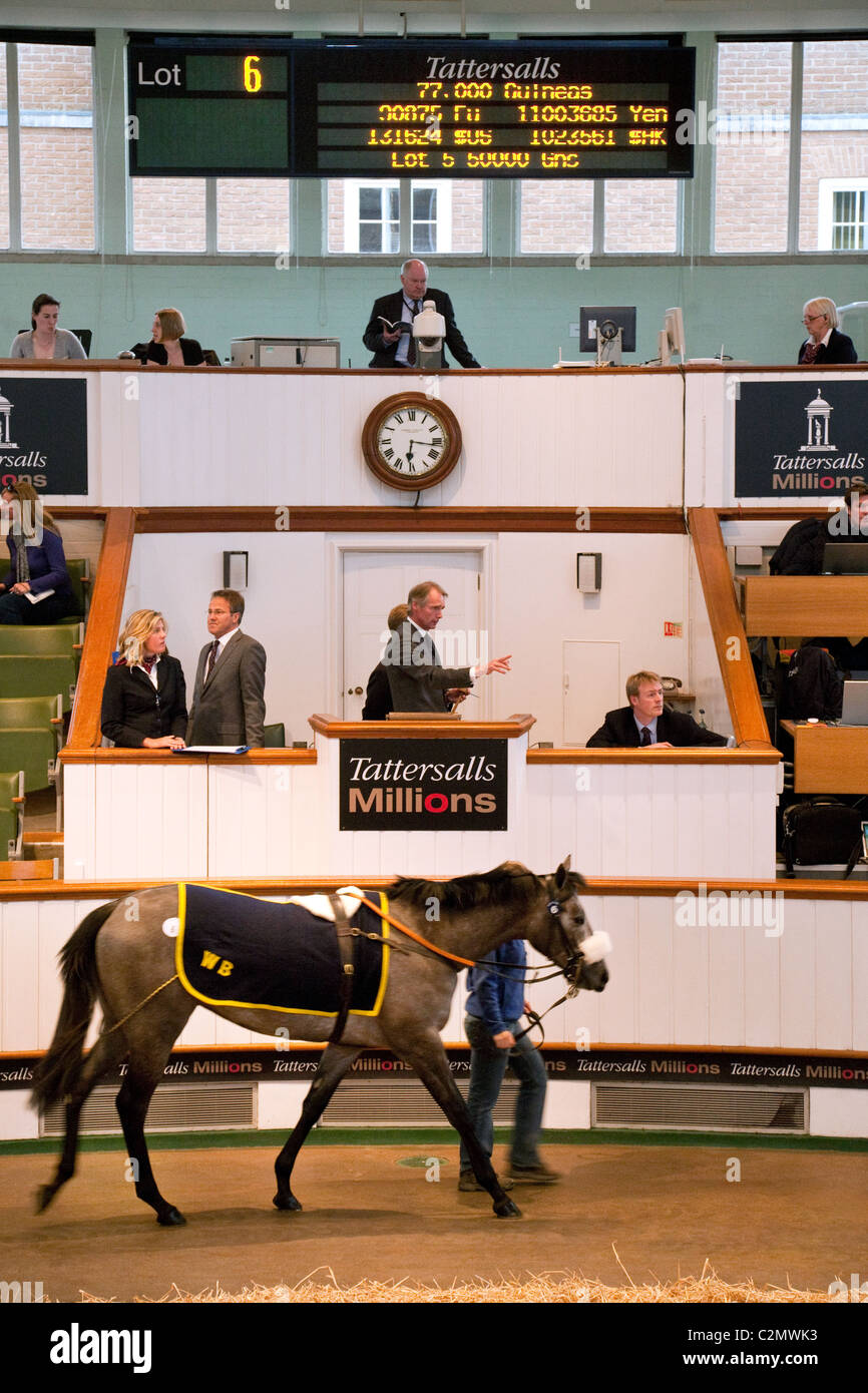 A racehorse auction of 2 year olds at Tattersalls horse sales