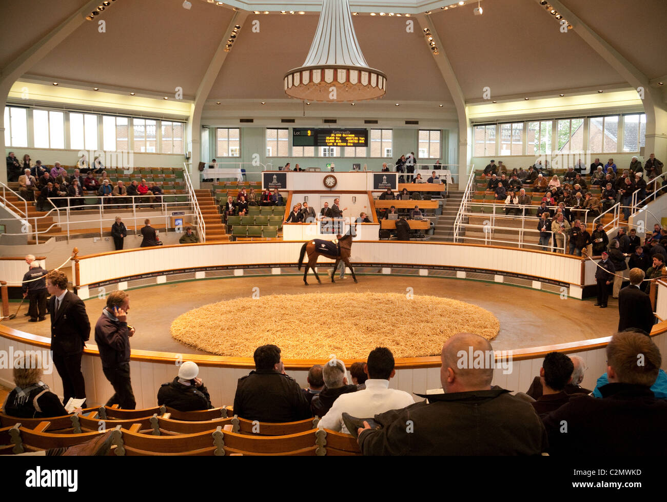 2 yr old racehorses in the sales ring for sale at Tattersalls racehorse