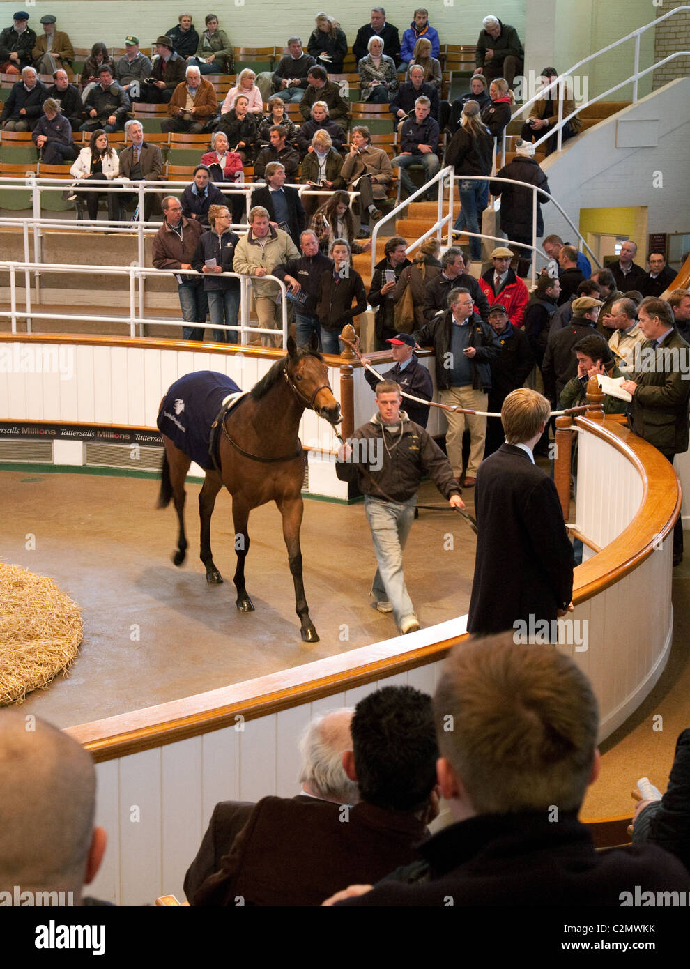 2 yr old racehorses in the sales ring for sale at Tattersalls racehorse