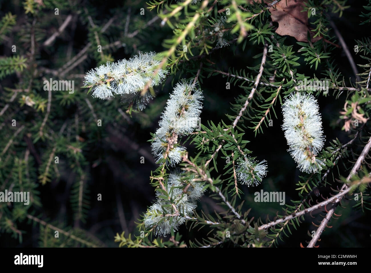 Honey-myrtle/ Paperbark - Melaleuca-  Family Myrtaceae Stock Photo