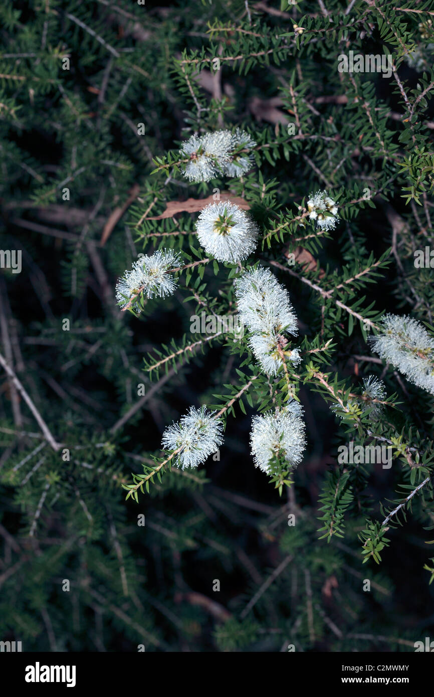 Honey-myrtle/ Paperbark - Melaleuca-  Family Myrtaceae Stock Photo