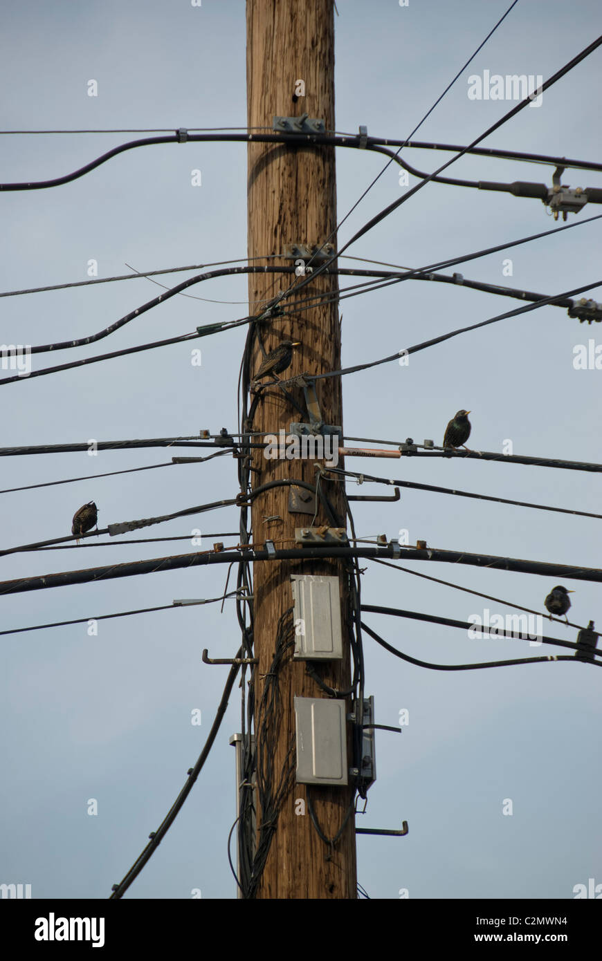 Birds sitting on overhead power lines with messy bundles of electrical cables hanging on a utility pole. Long Island,  New york Stock Photo
