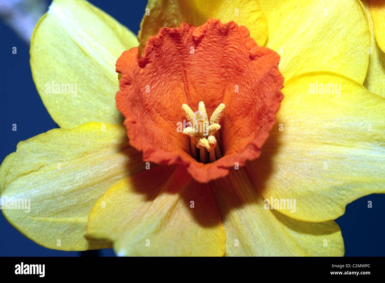 Close-up of Daffodil flower showing details of anthers and stigma- Genus Narcissus Stock Photo