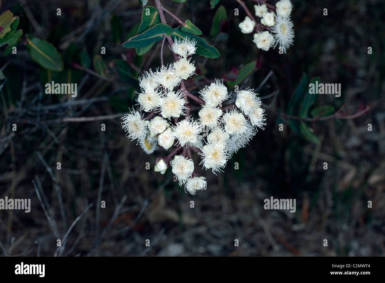 Eucalyptus robur/Angophora robur- Family Myrtaceae Stock Photo