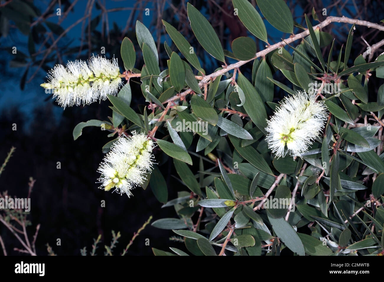 Broad-leaved Paperbark- Melaleuca quinquenervia- Family Myrtaceae Stock Photo